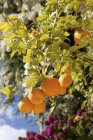 Oranges poussant sur l'arbre — Photo de stock