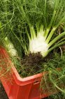 Freshly harvested fennel in a crate during daytime — Stock Photo