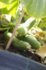 Cucumbers on plant outdoors — Stock Photo