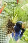 Cropped view of people harvesting fennel in garden outdoors — Stock Photo