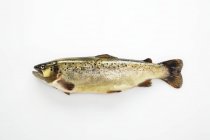 Raw brook trout fish — Stock Photo