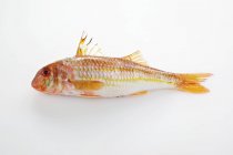 Raw Red mullet fish — Stock Photo