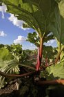 Nahaufnahme Tagsüber Ansicht von Rhabarberpflanzen, die auf dem Feld wachsen — Stockfoto