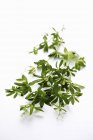 Closeup view of Woodruff sprigs on a white surface — Stock Photo