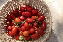 Frisch gepflückte rote Tomaten — Stockfoto