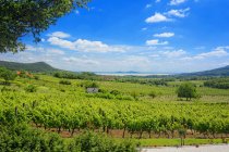 Una vista panorámica de la región vinícola de Badacsony, Lago Balaton, Hungría - foto de stock