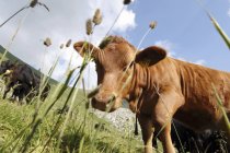 Vue diurne inclinée d'une vache Angus sur une prairie alpine — Photo de stock
