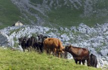 Angus-Kühe auf einem grasbewachsenen Berg im Kanton Nidwalden, Schweiz — Stockfoto