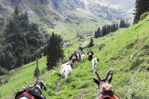 Daytime rear view of man heading pack of goats with bags, Glarus canton, Switzerland — Stock Photo