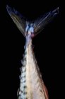 Fresh Mackerel tail — Stock Photo