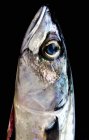 Fresh Mackerel head — Stock Photo