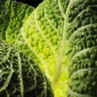 Savoy cabbage leaf — Stock Photo