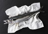 Whole fresh mackerel — Stock Photo
