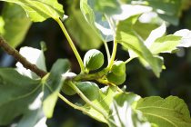 Closeup view of figs growing on the tree — Stock Photo