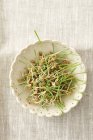 Top view of sprouting grains of wheat in bowl — Stock Photo