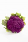 Fresh purple cauliflower — Stock Photo