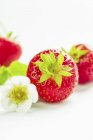 Strawberries with strawberry flower — Stock Photo