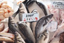 Fresh fish and scallops — Stock Photo