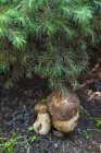 Porcini mushrooms under a tree — Stock Photo