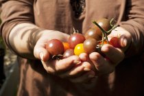 Donna che tiene pomodori ciliegia — Foto stock