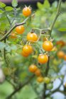 Жовтий смородини помідори — стокове фото