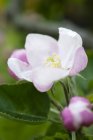 Vista de primer plano de capullo de flor de manzana en rama - foto de stock