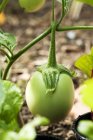 Green aubergine on plant — Stock Photo