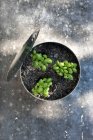 Basilikum wächst in Zinn — Stockfoto