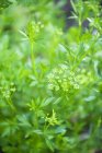 Parsley flowering in garden — Stock Photo