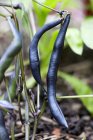 Violet beans growing on plant — Stock Photo