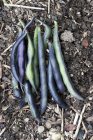 Violet beans on soil — Stock Photo