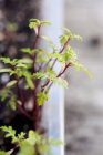 Vista close-up de uma Gem Marigold plantas no jardim — Fotografia de Stock