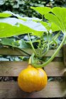 Hokkaido pumpkin on the plant in a raised bed — Stock Photo