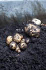 Patatas frescas en el suelo al aire libre - foto de stock