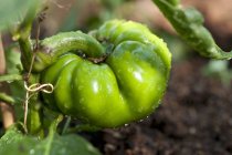Green pepper with water droplets — Stock Photo