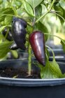 Peppers growing on plant — Stock Photo