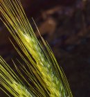 Primo piano vista delle orecchie di grano verde — Foto stock