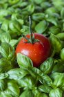Tomate fresco em folhas de manjericão — Fotografia de Stock