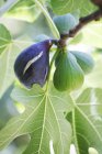 Figs growing on tree — Stock Photo