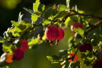 Red gooseberries growing on bush — Stock Photo