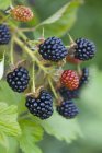 Blackberries growing on bush — Stock Photo