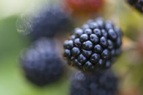 Fresh ripe blackberry — Stock Photo