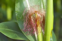 Corn plant in field — Stock Photo
