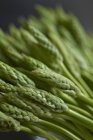 Green wild asparagus — Stock Photo
