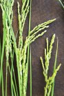 Свежие зеленые уши риса — стоковое фото