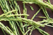 Свежие зеленые уши риса — стоковое фото