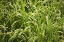Сільськогосподарське поле рису — стокове фото