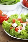 Frise lettuce with tomatoes — Stock Photo