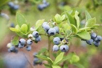 Wild blueberries on the bush — Stock Photo