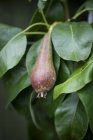Closeup view of Conference pear on the tree — Stock Photo